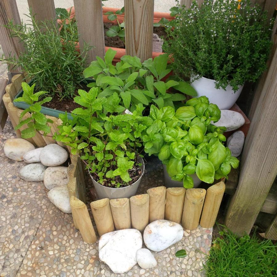 Casa Del Sole Apartments With Garden Marina Di Pisa Extérieur photo